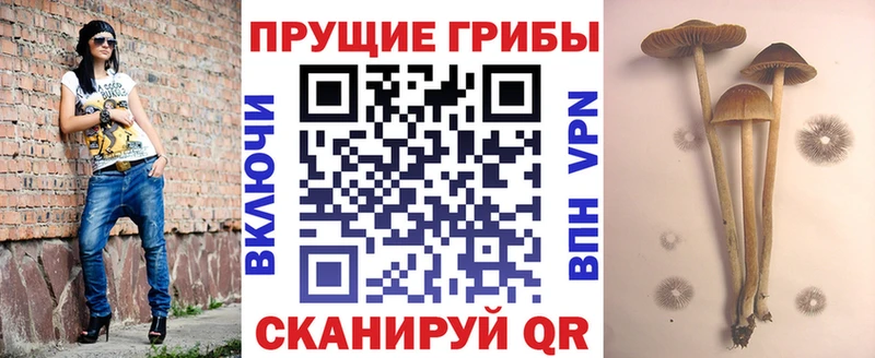 Псилоцибиновые грибы GOLDEN TEACHER цена наркотик Салехард